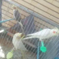 عروس هلندی