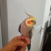 عروس هلندی نر 1 ساله