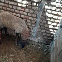 میش‌با‌بره‌نر