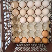 تخم نطفه دار برهما