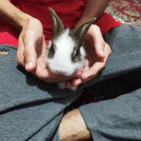 واگذاری بچه خرگوش