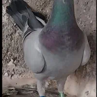 جوجه پلاکی