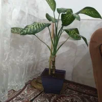 گل دیفن وگل فیلتوس