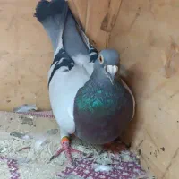 کبوتر مسافتی با دوتا جوجه
