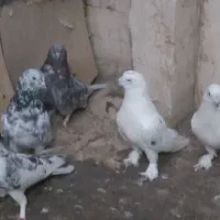 کود کبوتر