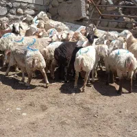 30 راس بره فروش زنده و گوشت بره عمده تکی