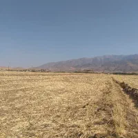 بذر شبدر یا تخم شبدر