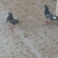 کبوتر
