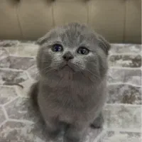 واگذاری گربه اسکاتیش