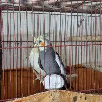 دو جفت عروس هلندی مولد