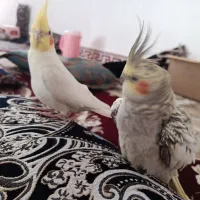 فروش عروس هلندی