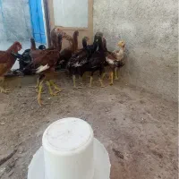 لاری اصیل افغان