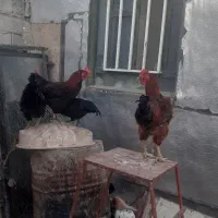 هفت عدد خروس محلی