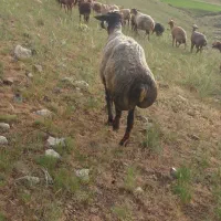 قوچ|حیوانات مزرعه|اردبیل, |دیوار