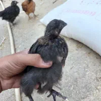 جوجه‌مرغ‌محلی
