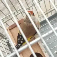سهره جفت نر و ماده طوق دار