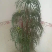 نخل سبز