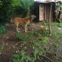 سگ گله نروماده