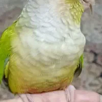 گرینچیک سالم و سخنگو