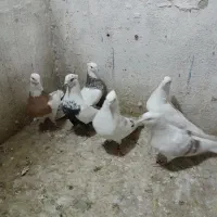 ۱۴عدد کفتر درجه یک