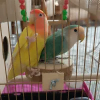 طوطی برزیلی نر و ماده