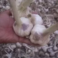 سیر درجه یک جهت مصرف و بذر