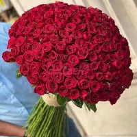 هلندی