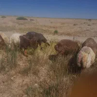۲۰ راس بره