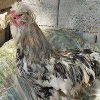خروس سلطان