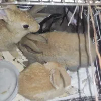 6تا بچه خرگوش سرحال