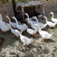جوجه|حیوانات مزرعه|ضیاء آباد, |دیوار