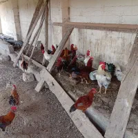 تعدادی خروس جوان محلی وگلین و چهل تاج وریش