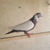 کفتر نر.  پرشی