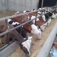 گوساله بلژیکی و‌شاروله