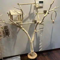 درختچه نشیمن پرنده