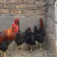 فروش خروس محلی