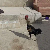 خروس لاری و اردک شمالی