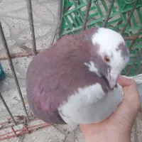 طوقی نر سبر قلف