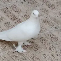 پرنده کبوتر لوطی ساعتی مسافتی