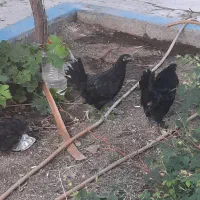 ۳تا جوجه مرغ گم‌شده