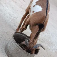 نری|حیوانات مزرعه|قشم, |دیوار