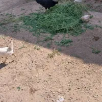 شوش شهر فتح المبین