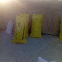 کودکبوتر