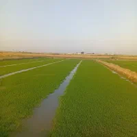 بذر شالی ندا ودم سیا