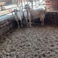 کره نر و ماده