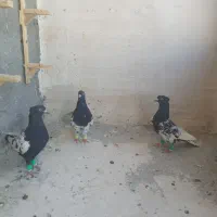 کله سیا سینه سیا  رنگه