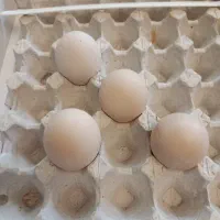 تخم طاووس نطفه دار یک عدد ابلغ 3 عدد مصری