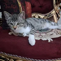 واگذاری  گربه ۳ ماهه