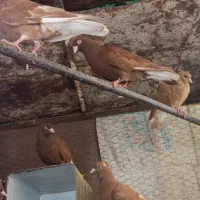 کفتر