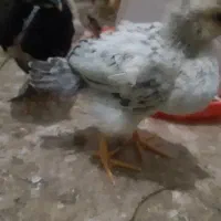 جوجه محلی